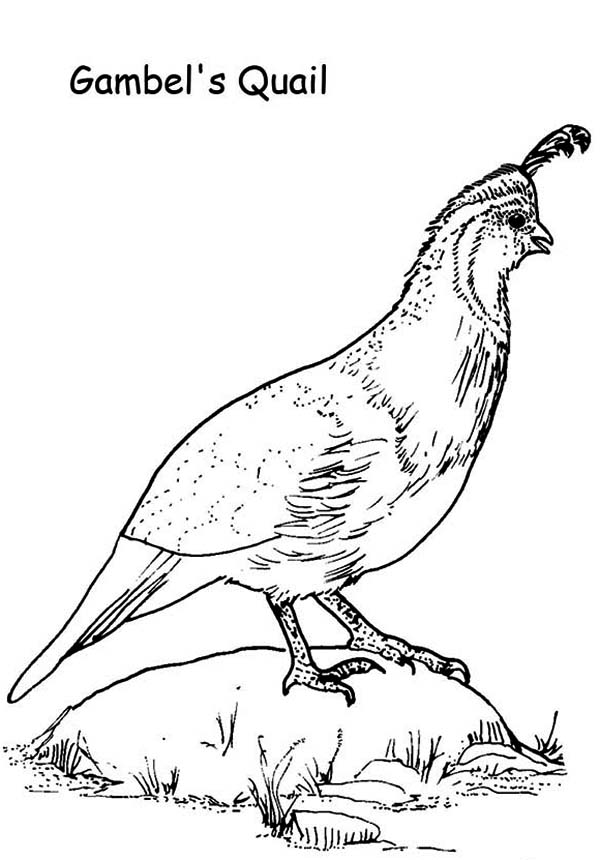 quail-coloring-page-0009-q1
