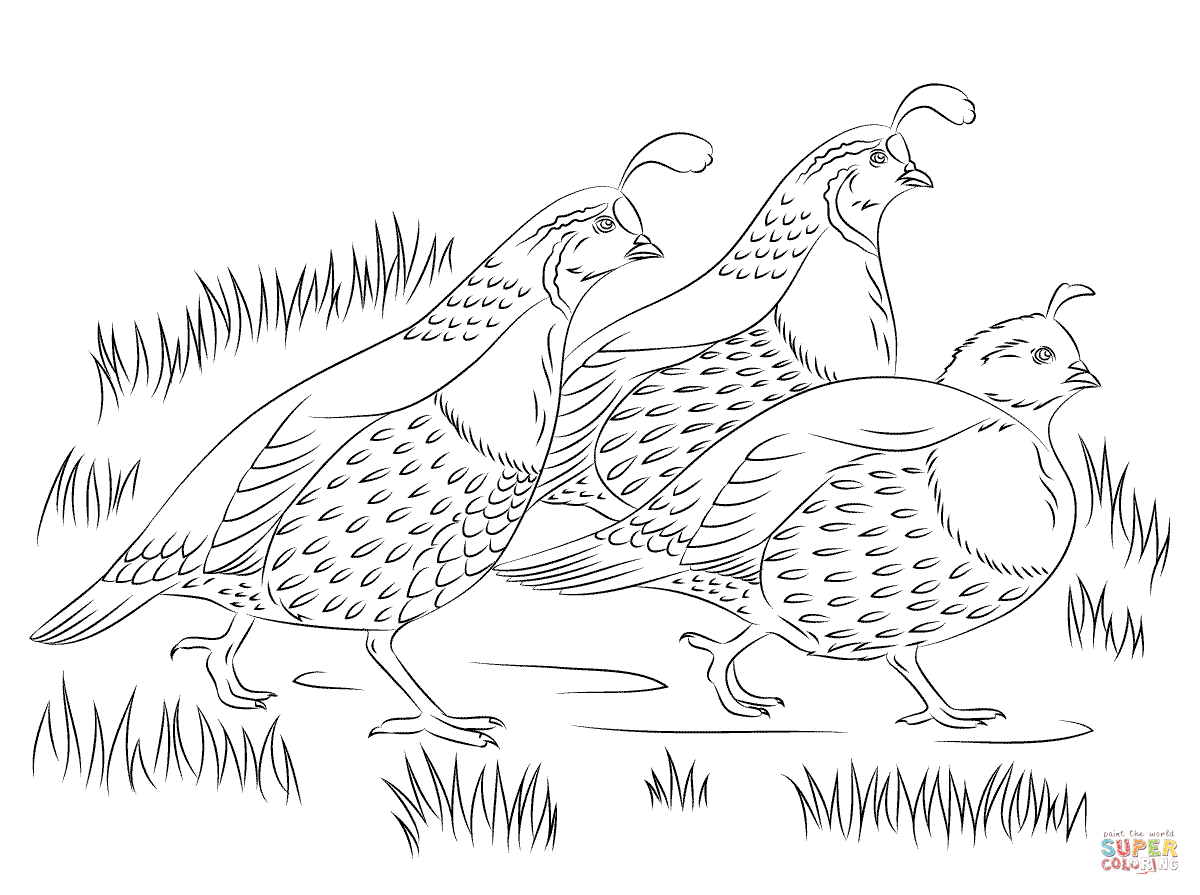 quail-coloring-page-0010-q1