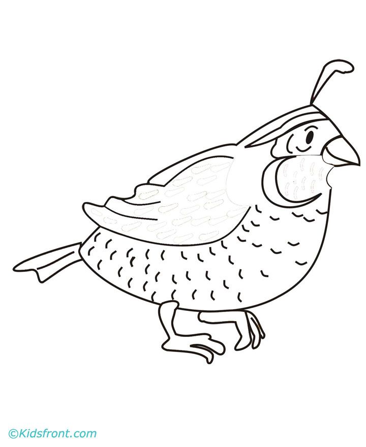 quail-coloring-page-0011-q1