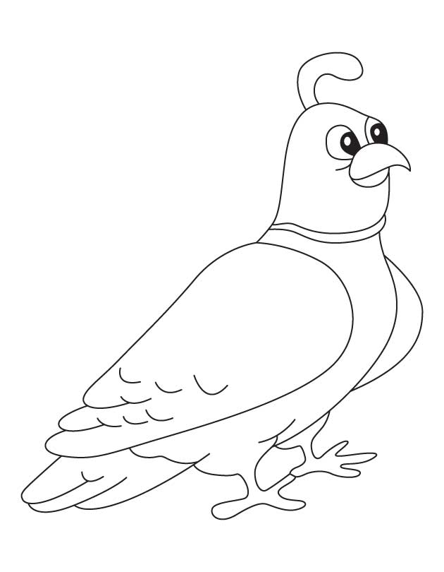 quail-coloring-page-0015-q1