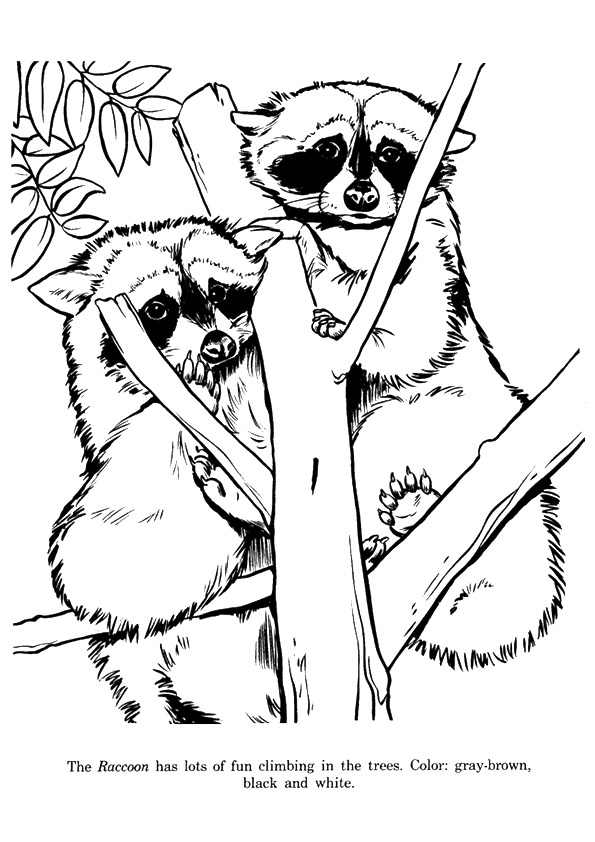 raccoon-coloring-page-0040-q2