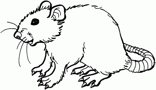 rat-coloring-page-0005-q1