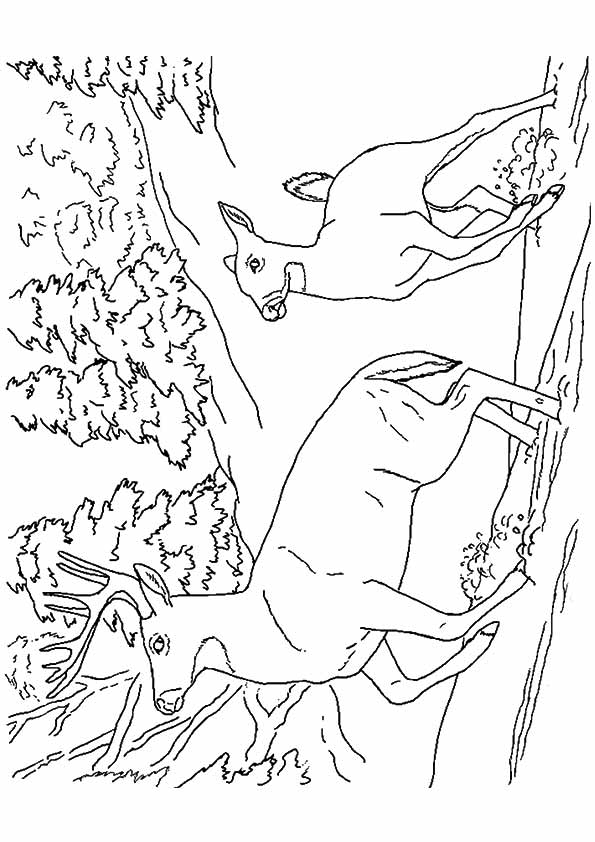 reindeer-coloring-page-0039-q2