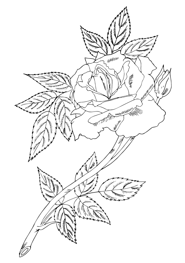 rose-coloring-page-0039-q2