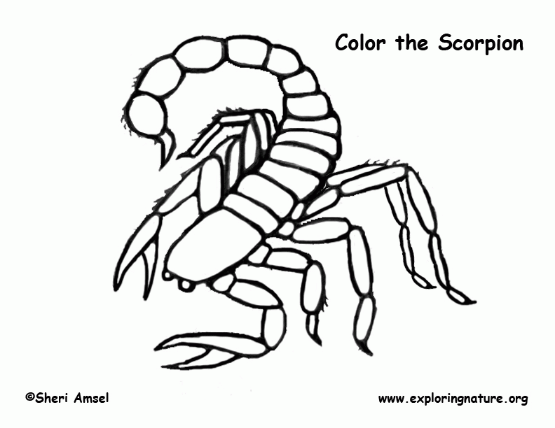 scorpion-coloring-page-0010-q1