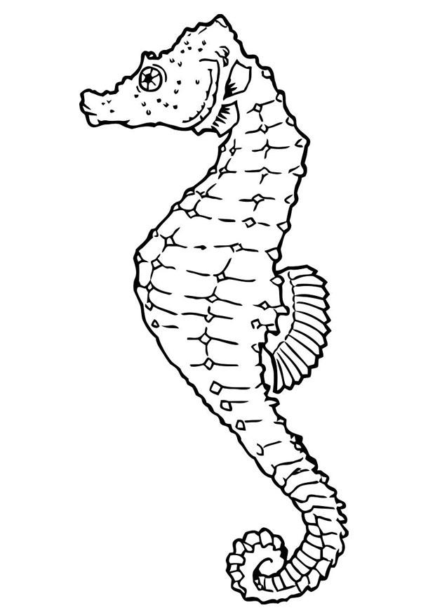 seahorse-coloring-page-0022-q1