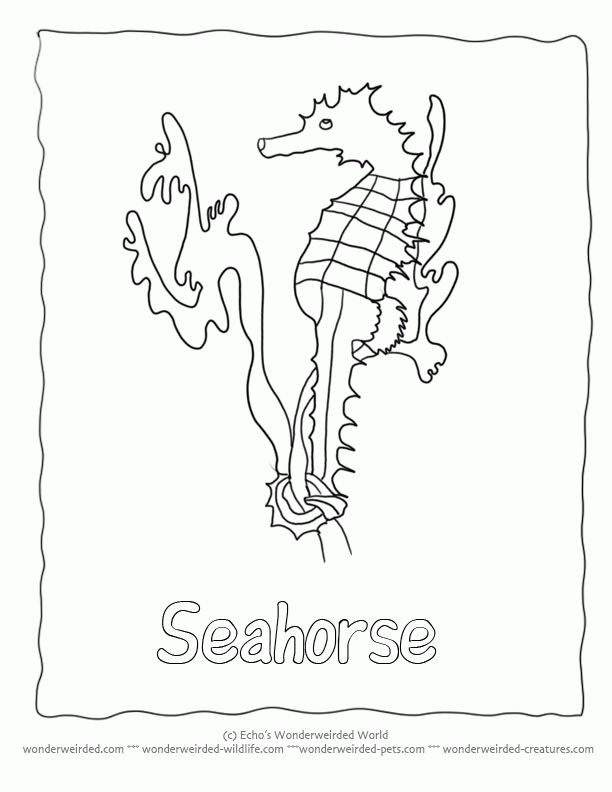 seahorse-coloring-page-0030-q1