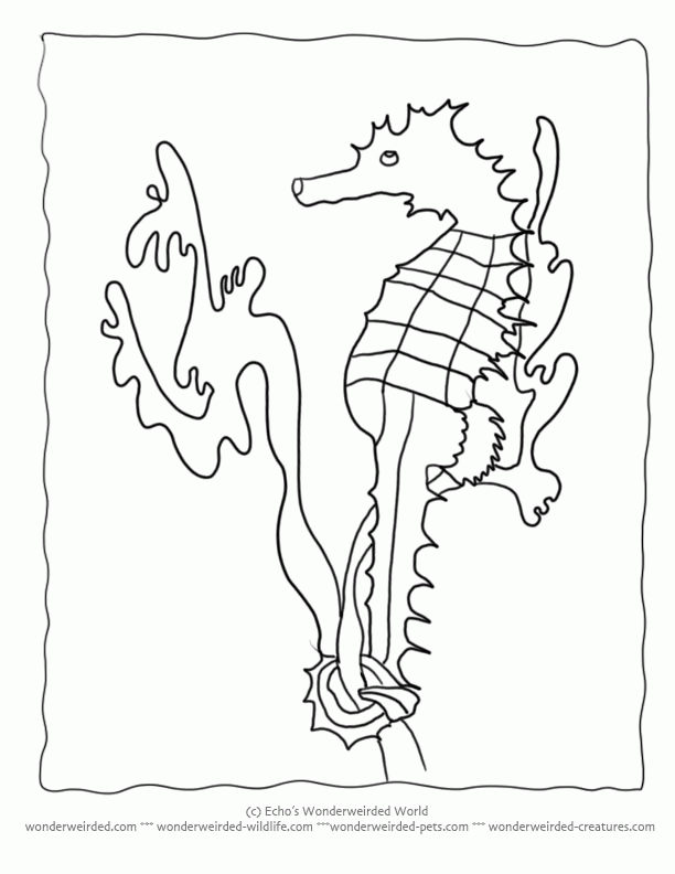 seahorse-coloring-page-0032-q1