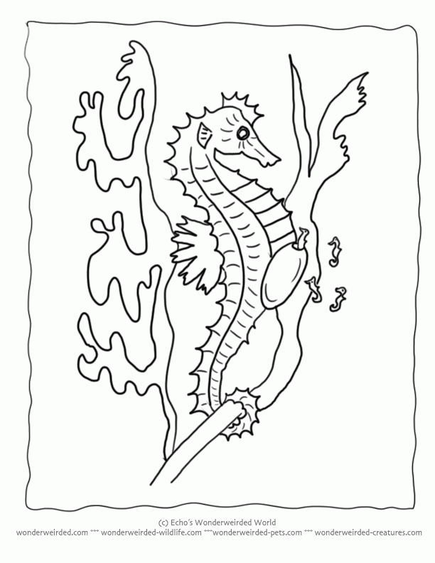 seahorse-coloring-page-0038-q1