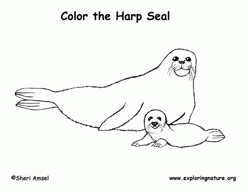 seal-coloring-page-0024-q1