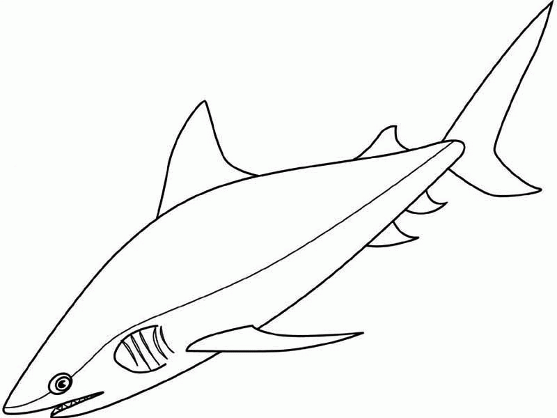 shark-coloring-page-0040-q1