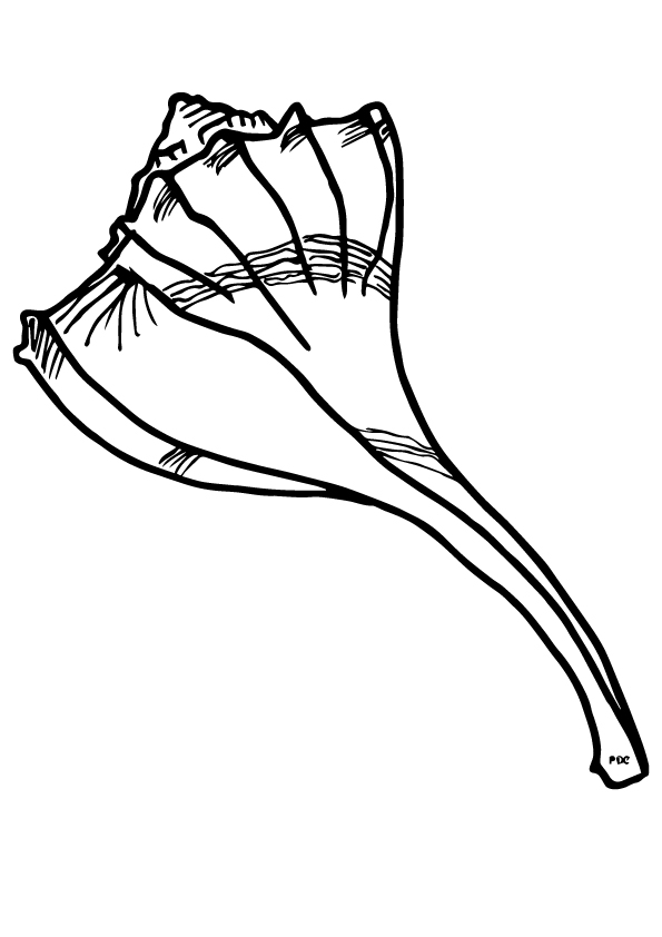shell-coloring-page-0014-q2