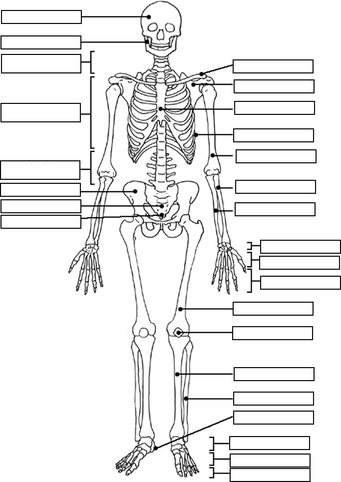 skeleton-coloring-page-0032-q1