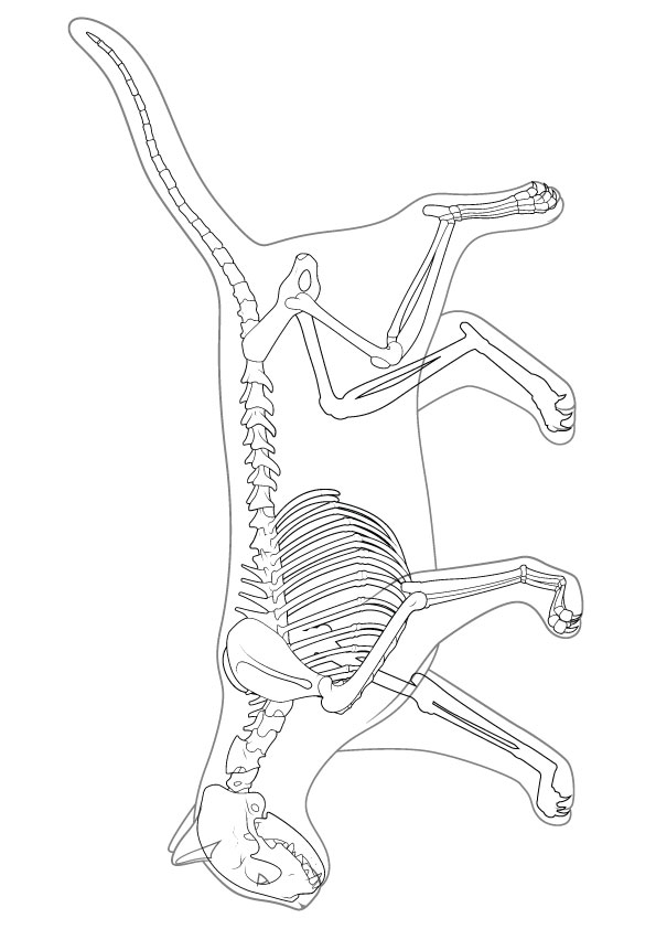 skeleton-coloring-page-0040-q2