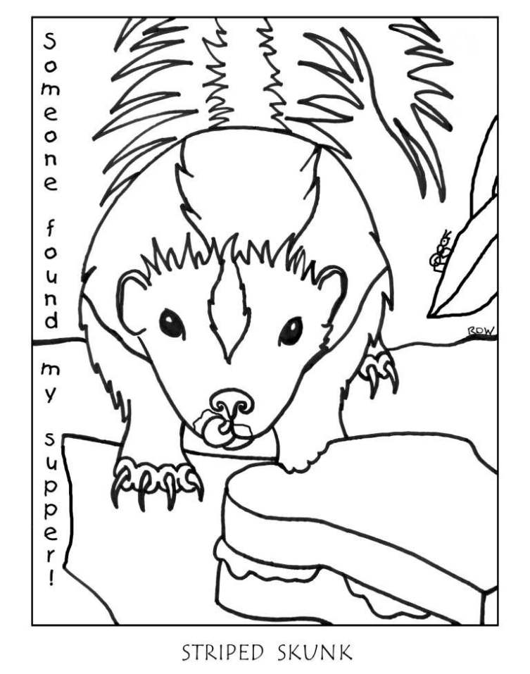 skunk-coloring-page-0006-q1