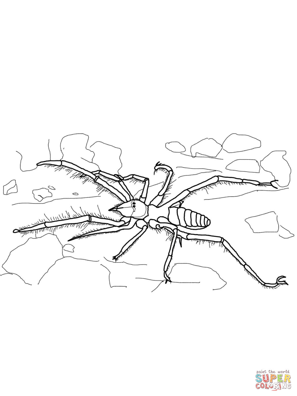 spider-coloring-page-0027-q1