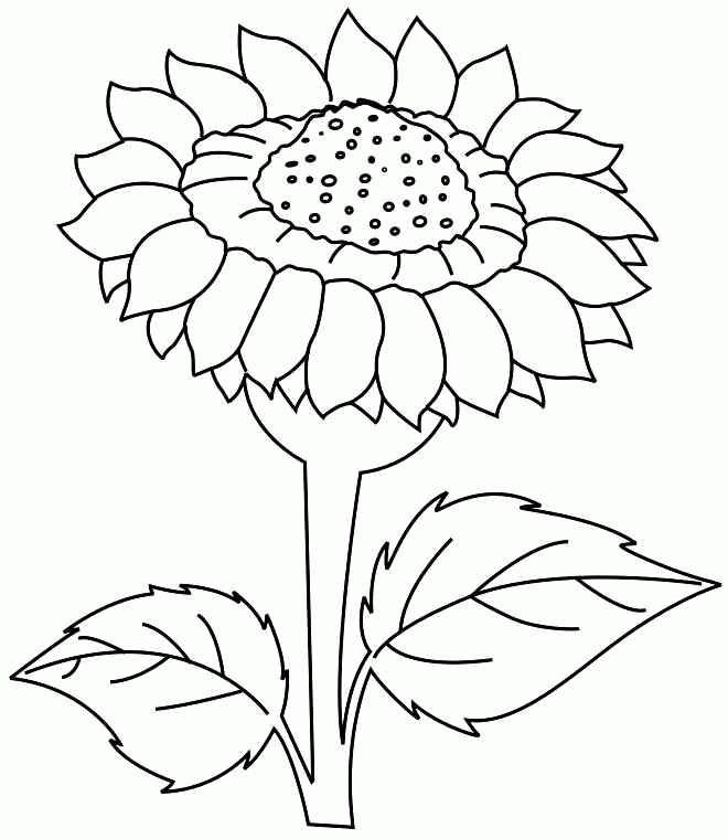 sunflower-coloring-page-0020-q1