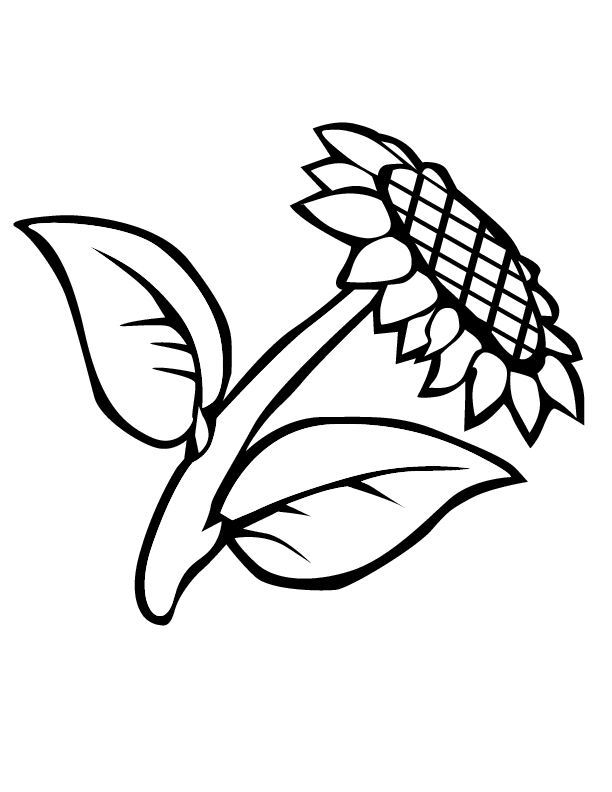 sunflower-coloring-page-0044-q1