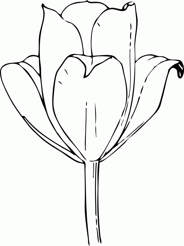 tulip-coloring-page-0019-q1