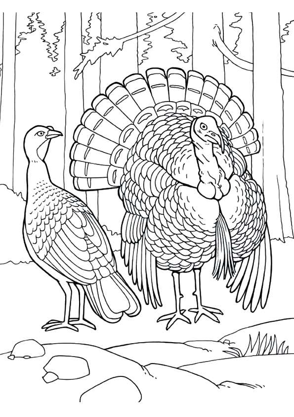 turkey-coloring-page-0018-q2