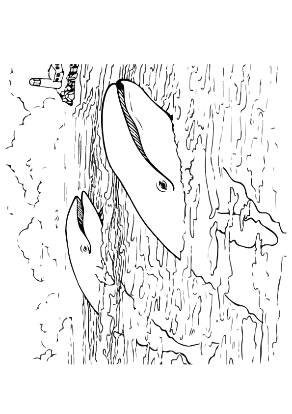 under-the-sea-and-underwater-coloring-page-0078-q2