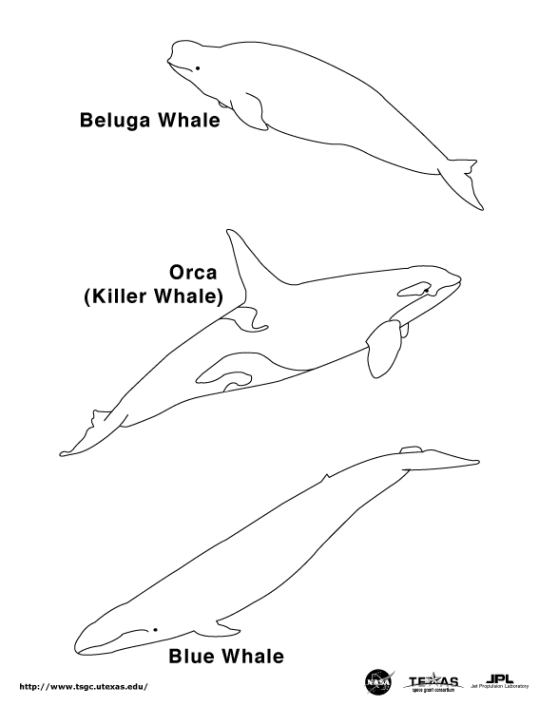 whale-coloring-page-0016-q3