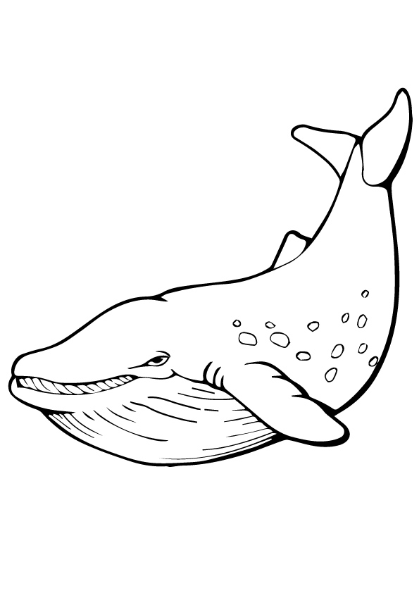 whale-coloring-page-0048-q2