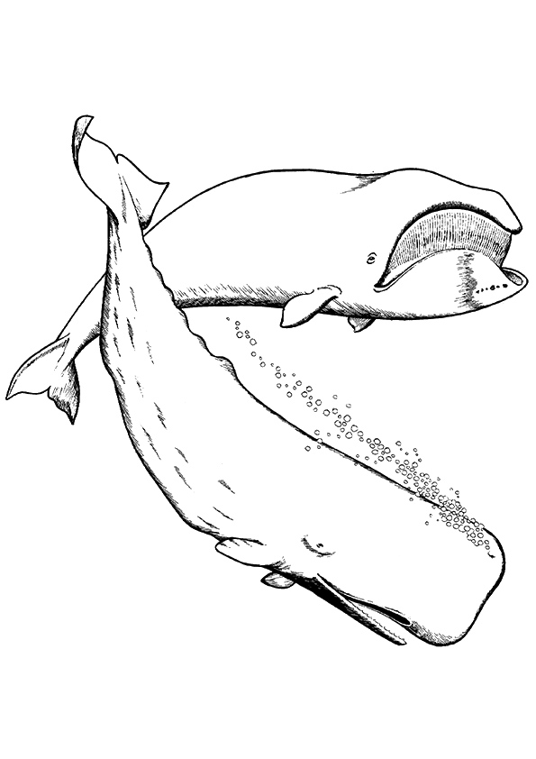 whale-coloring-page-0060-q2