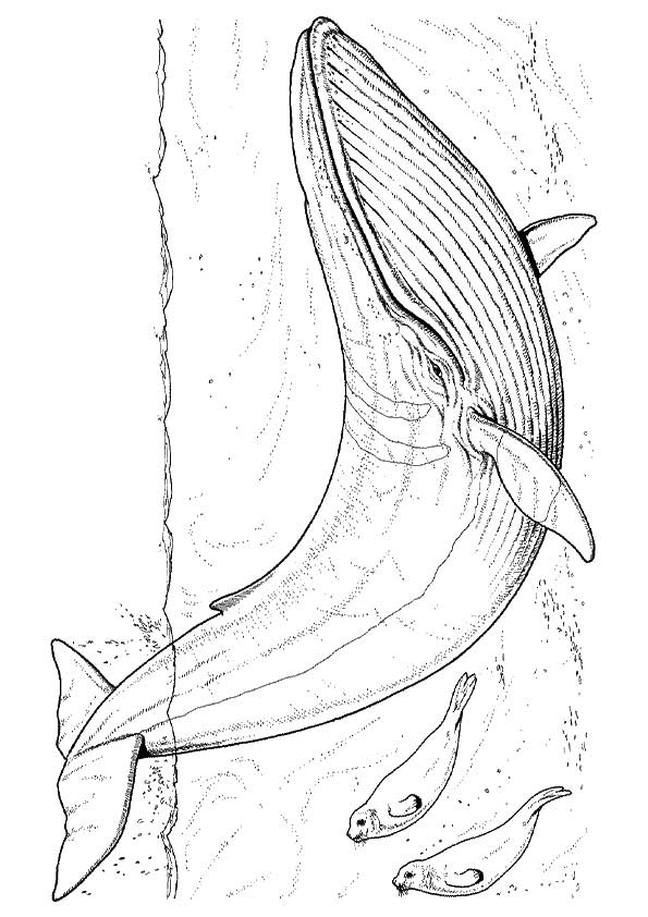 whale-coloring-page-0067-q2