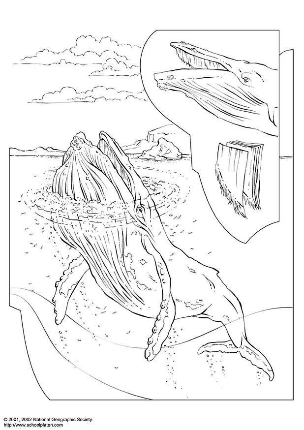 whale-coloring-page-0070-q1