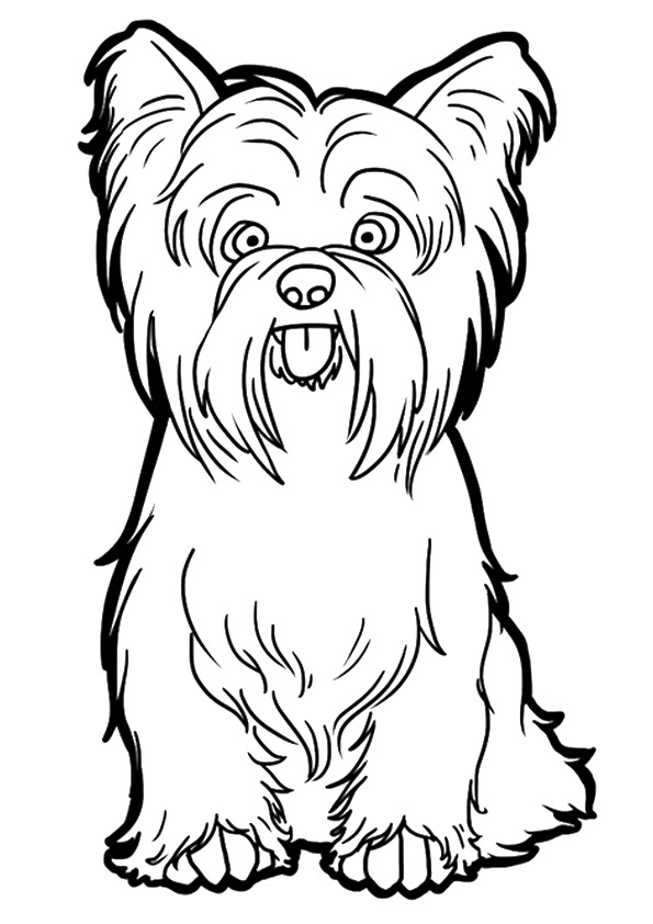 Yorkie