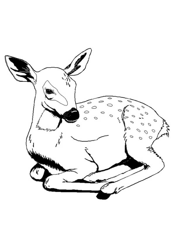 animal-coloring-page-0070-q2