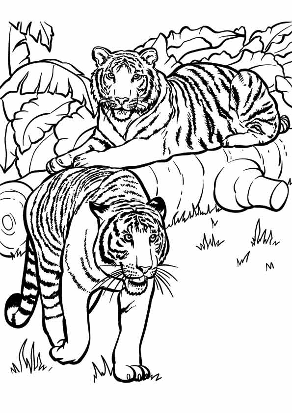 animal-coloring-page-0201-q2