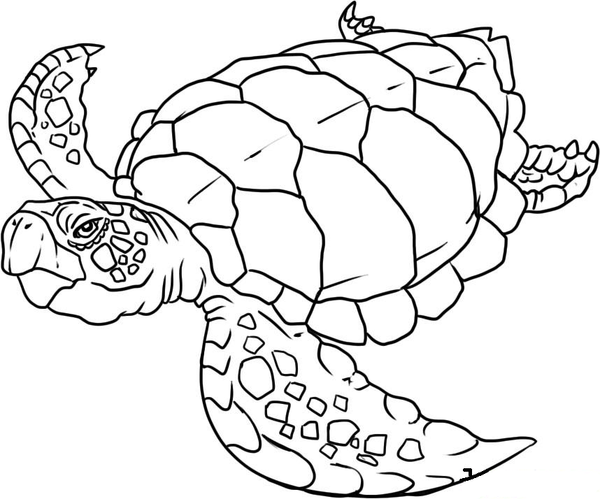 animal-coloring-page-0273-q1