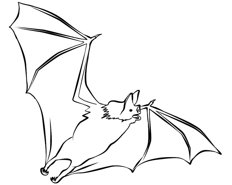 bat-coloring-page-0044-q1