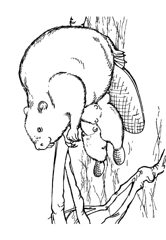 beaver-coloring-page-0005-q2