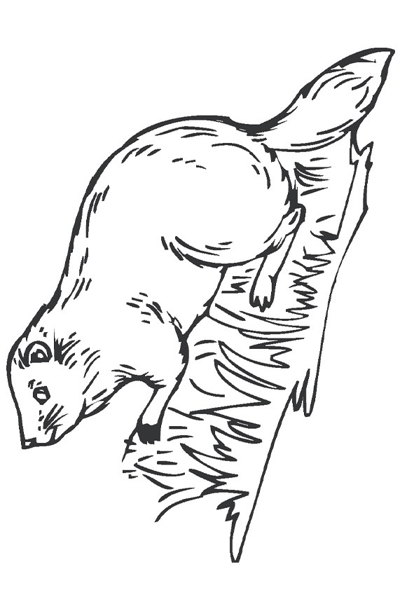 beaver-coloring-page-0007-q2