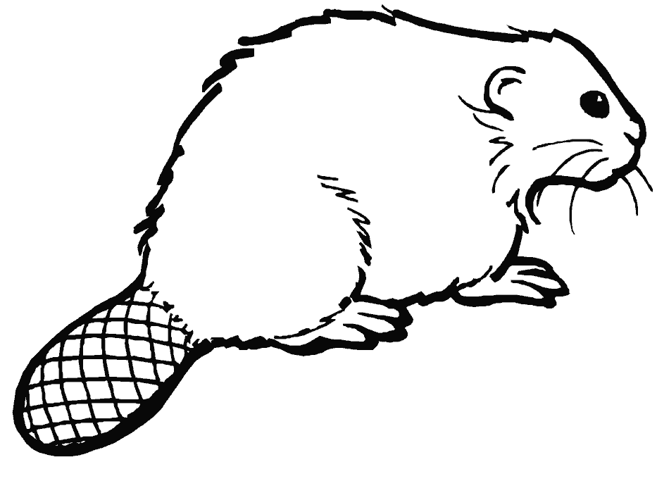 beaver-coloring-page-0037-q1