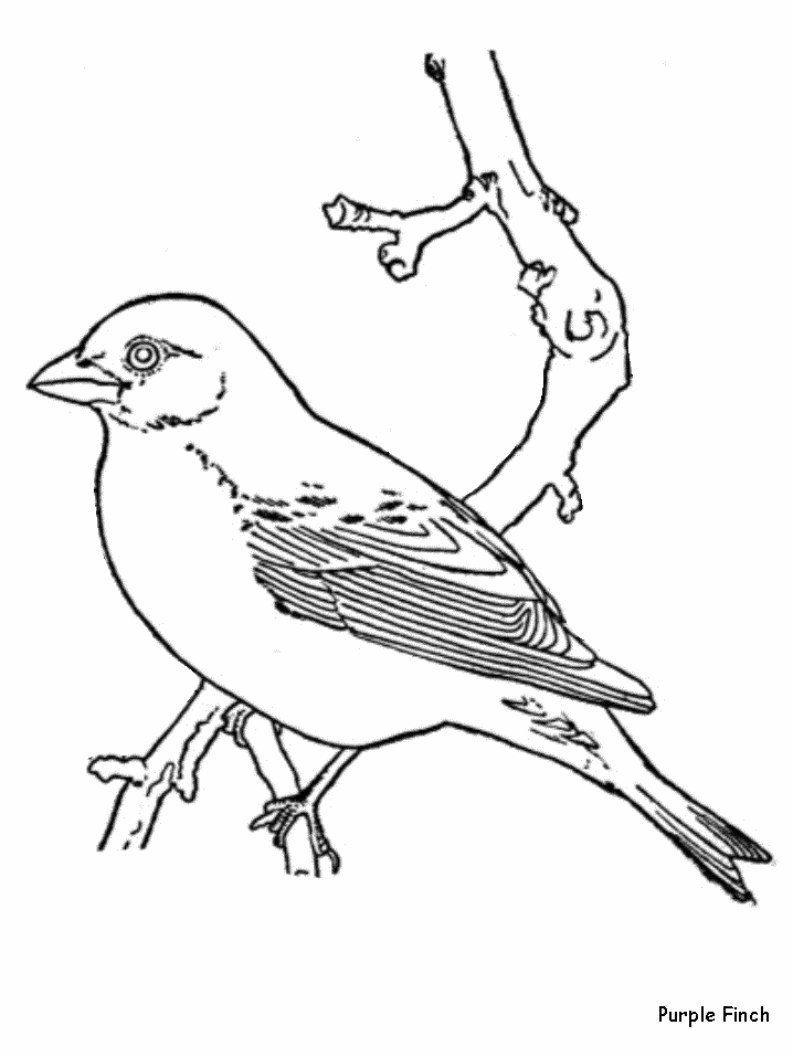 bird-coloring-page-0044-q1