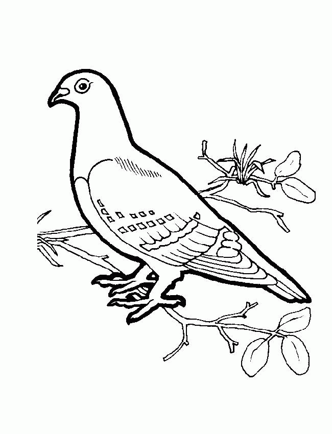 bird-coloring-page-0053-q1