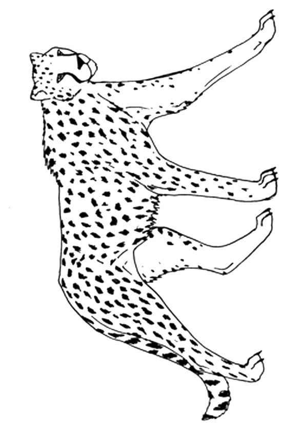 cheetah-coloring-page-0030-q2