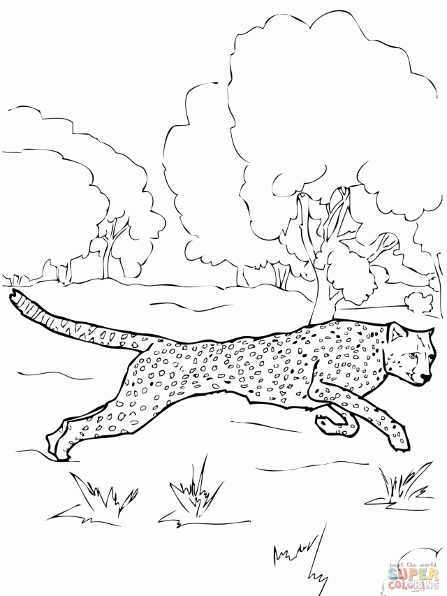 cheetah-coloring-page-0036-q1