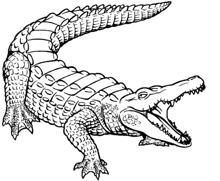 crocodile-coloring-page-0022-q1