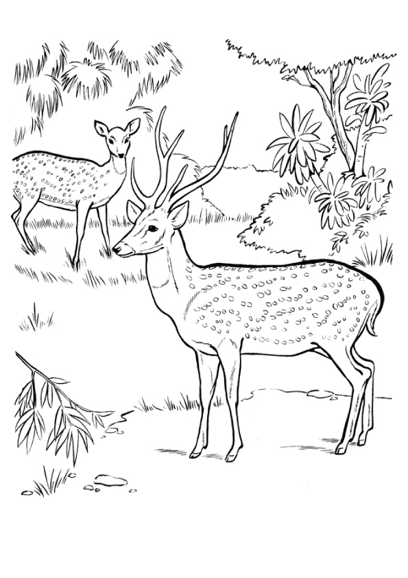 deer-coloring-page-0002-q2