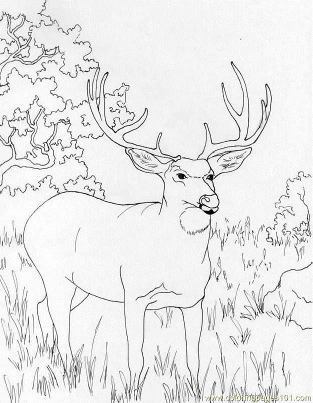 deer-coloring-page-0021-q1