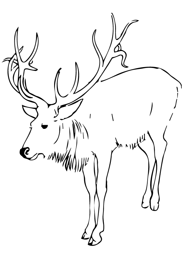 deer-coloring-page-0030-q2