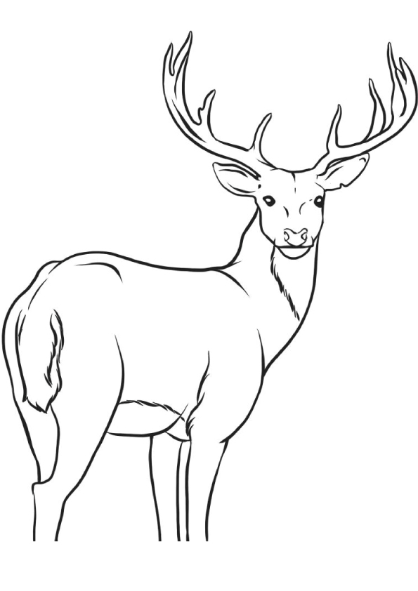 deer-coloring-page-0036-q2