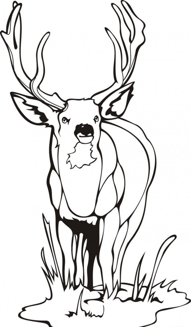 deer-coloring-page-0041-q1