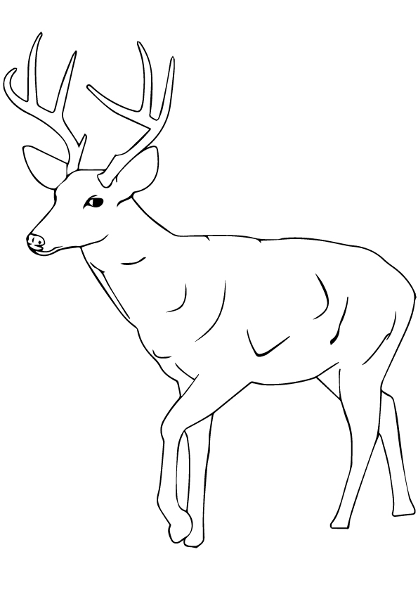 deer-coloring-page-0048-q2