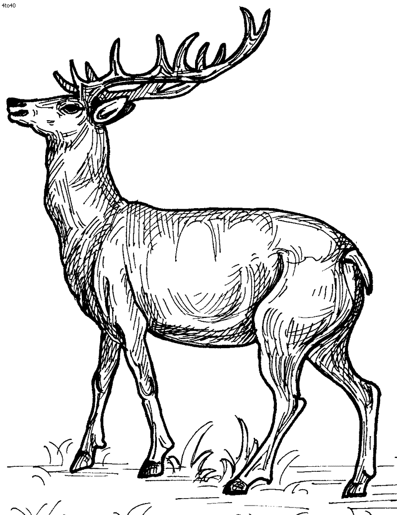 deer-coloring-page-0057-q1
